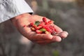 Red mulberry on selective focus.Mulberry fruit in summertime. Fresh Mulberrys. healthy mulberry fruit food isolated.fresh mulberry