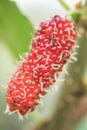 Red mulberry on the tree.