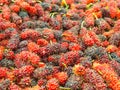 Red mulberrys fruit , The close-up of ripe mulberry fruit Royalty Free Stock Photo