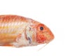 Red Mullet closeup Royalty Free Stock Photo