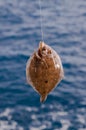 Red Mullet fish caught hanging on the hook rod with blur sea in the background