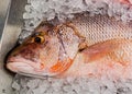 Red mullet fish on a an ice cubes Royalty Free Stock Photo