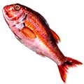 Red mullet fish isolated watercolor on white Royalty Free Stock Photo