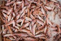 Red mullet fishes on ice for sale. Royalty Free Stock Photo