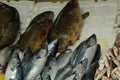 Red mullet fishes on stall to sell