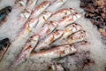 Red mullet on ice Royalty Free Stock Photo