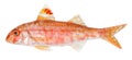 Red mullet isolated fish on white background