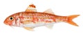 Red mullet isolated. Fresh fish Royalty Free Stock Photo