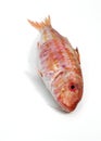 Red Mullet, mullus surmuletus, Fresh fishe against White Background