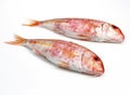 Red Mullet, mullus surmuletus, Fresh fishes against White Background Royalty Free Stock Photo