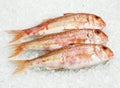 Red Mullet, mullus surmuletus, Fresh fishes on Ice Royalty Free Stock Photo