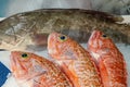 Red mullet and other fish for sale Royalty Free Stock Photo