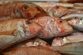 Red mullet for sale at Cadiz fish Market Royalty Free Stock Photo