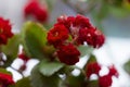 Red multi-leaf Kalanchoe, home flowering plant, flowerpot, macro Royalty Free Stock Photo