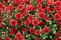 Red Mums Royalty Free Stock Photo
