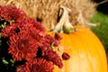 Red Mums And Pumpkin For Halloween Royalty Free Stock Photo
