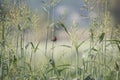 Red Munia bird in a crop field