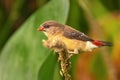 Breeding female of Red Avadavat or Red Munia Amandava amandava