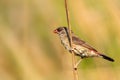 Breeding female of Red Avadavat or Red Munia Amandava amandava