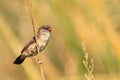 Breeding female of Red Avadavat or Red Munia Amandava amandava