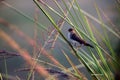 Red munia female little bird