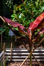 Red Musa tropicana banana plant.