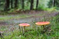 Red mushroms in a green forest Royalty Free Stock Photo