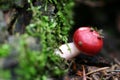 Red mushroom Royalty Free Stock Photo
