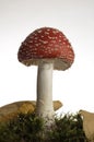 Red mushroom Royalty Free Stock Photo