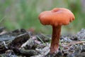 Red mushroom Royalty Free Stock Photo