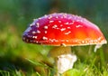 Red mushroom Royalty Free Stock Photo