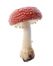 Red mushroom Royalty Free Stock Photo