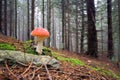 The Red Mushroom Royalty Free Stock Photo
