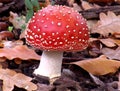 Red Mushroom Royalty Free Stock Photo