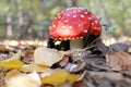 Red mushroom amanita fly agaricus in the autumn forest