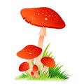 Red Mushroom Amanita with grass on white Royalty Free Stock Photo