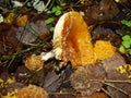 Mushroom similar to fly agaric, but brown Amanita rubescens also known as blusher. Similar, but not same as Amanita Pantherina or