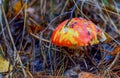 Red mushroom amanita toxic, also called panther cap or false blusher, in a woods