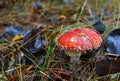 Red mushroom amanita toxic, also called panther cap or false blusher, in a woods