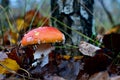 Red mushroom amanita toxic, also called panther cap or false blusher, in a woods