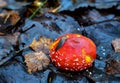 Red mushroom amanita toxic, also called panther cap or false blusher, in a woods