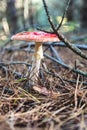 Red mushroom (Amanitaceae) with a skirt
