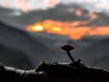 A red mushroom and the beautiful sunset in the nature