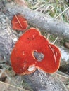 Red mushroom on a branch