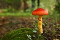 Red mushroom Royalty Free Stock Photo
