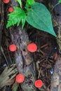 Red mushroom Champagne mushroom in rain forest