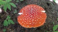 Red mushroom close up picture