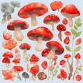 Red mushroom collection