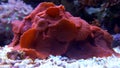 Red mushroom coral Royalty Free Stock Photo