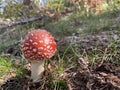 Red mushroom fly-agaric in the woods. Amanita Close up, sunny day. Royalty Free Stock Photo